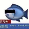 在逃蓝星