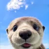 Siuuuuuuu