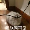 花坂猫空