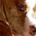 Mack the Dog