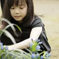 芦田爱菜