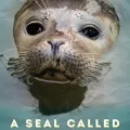 Tory The Sea Lion