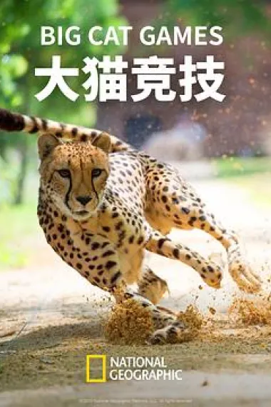 大猫竞技 下载