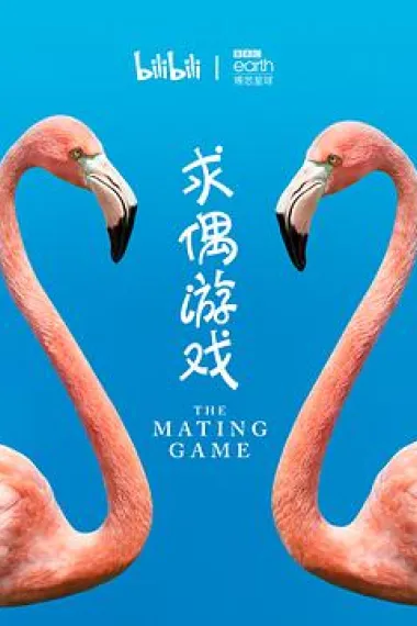 求偶游戏 2160P 4K 下载