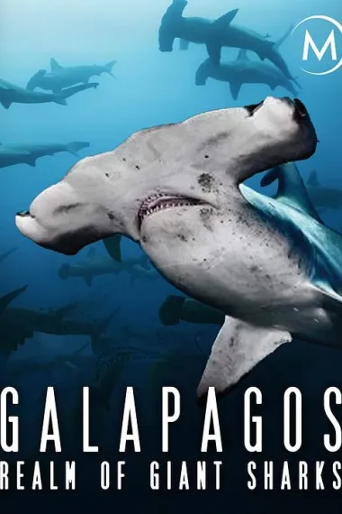 加拉帕戈斯群岛：巨大鲨鱼王国 下载