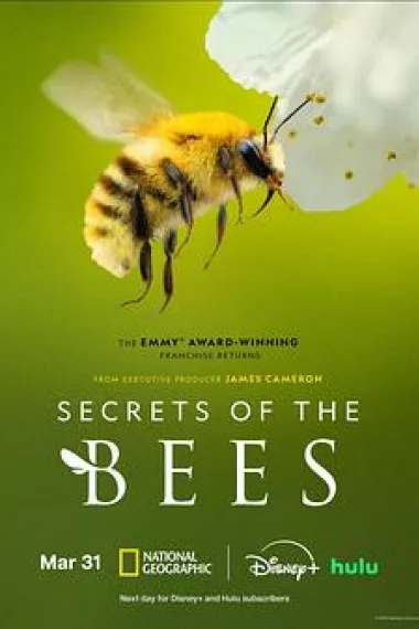 蜜蜂的秘密 下载