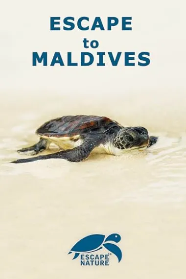 Escape to Maldives 下载