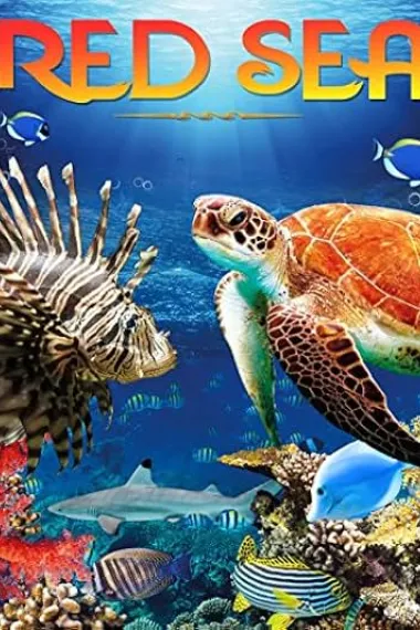 红海（4K） Red Sea 4K 下载