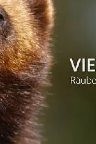 Vielfraß - Räuber des Nordens 下载