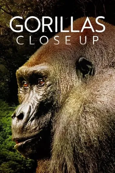 Gorillas Close Up 下载